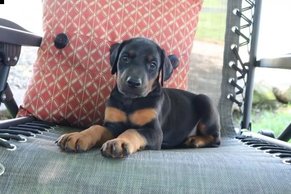 regalo doberman