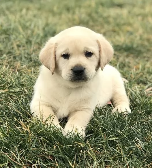 regalo cuccioli di labrador