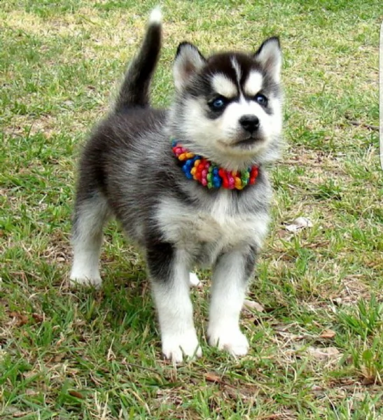 regalo husky