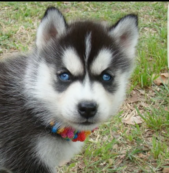 regalo husky | Foto 0