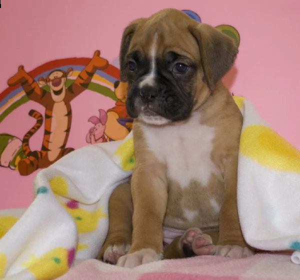 stupendi cuccioli di boxer | Foto 2