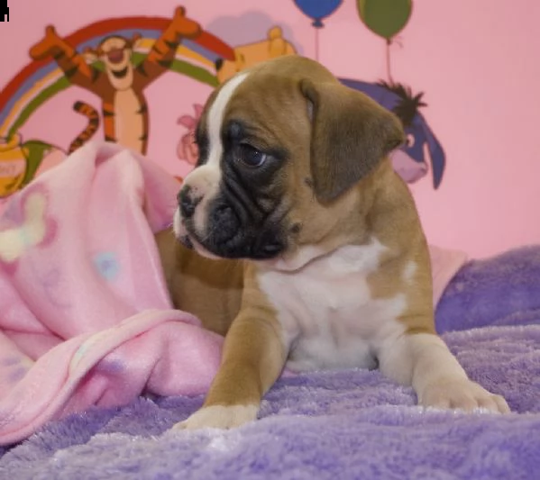 stupendi cuccioli di boxer | Foto 1