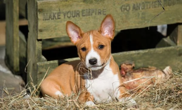 basenji cuccioli splendidi con pedigree