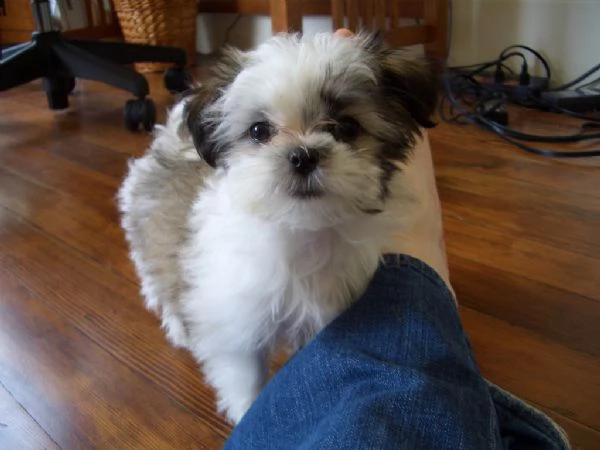 cuccioli di shitzu pedigree enci