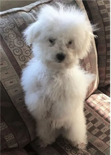   regalo bolognese cuccioli meravigliosi ! 