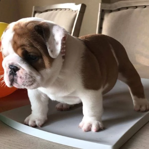 bulldog inglese | Foto 4