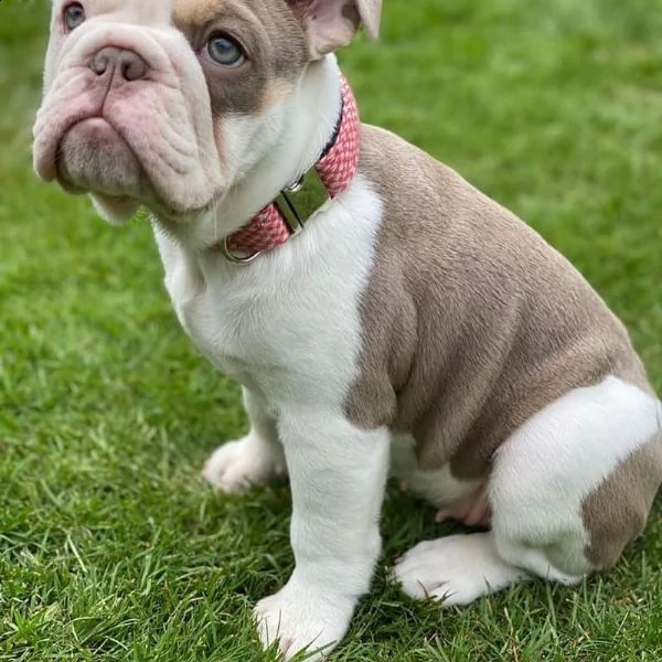 bulldog inglese | Foto 3