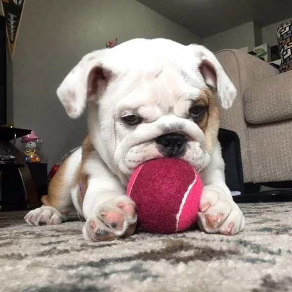 bulldog inglese | Foto 2