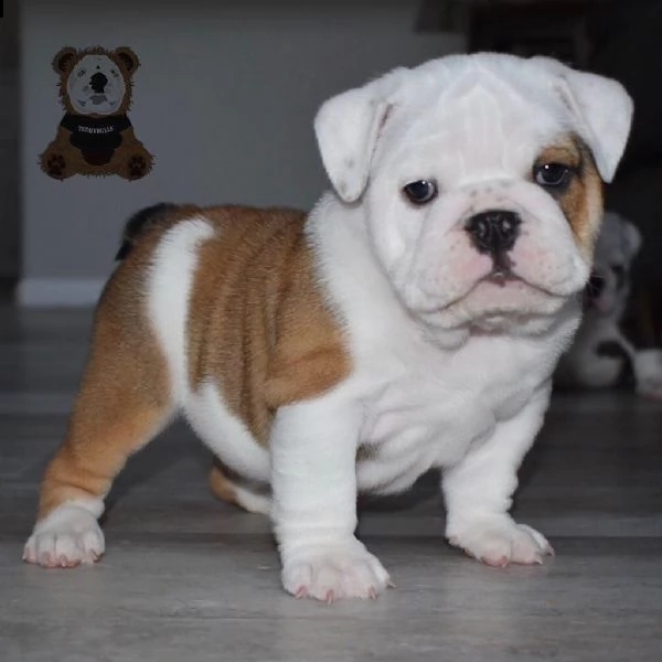 bulldog inglese | Foto 0