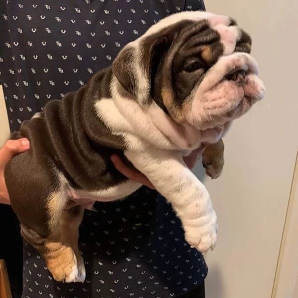 bulldog inglese