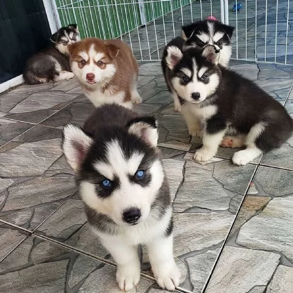 husky | Foto 0