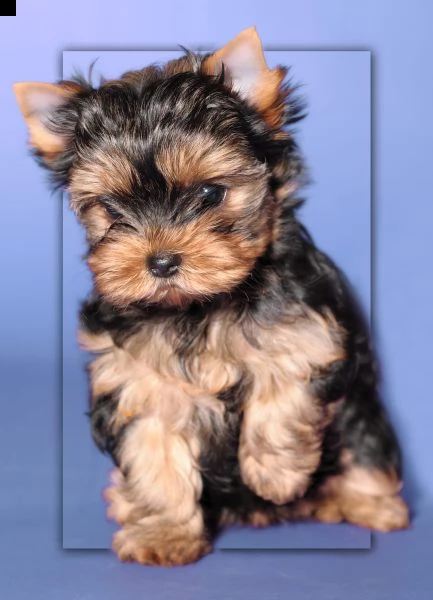 cuccioli di yorkshire mini toy fantastici e piccoli