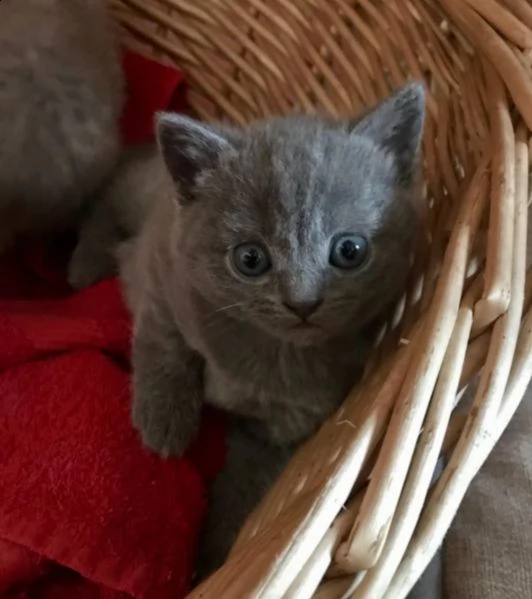 gattino british maschio e femmina blu