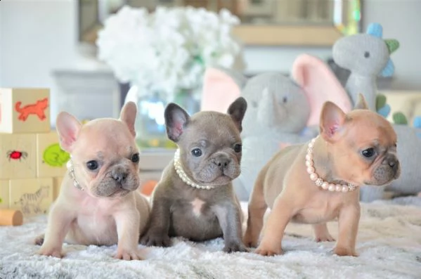 regalo maschio e femmina bouledogue francese con pedigree
