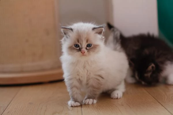 gattini siberiani ipoallergenico neva masquerade 