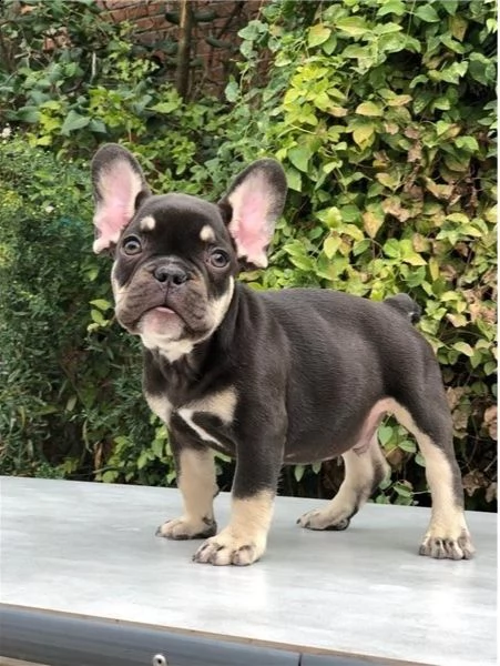  cuccioli di bulldog francese per l'adozione