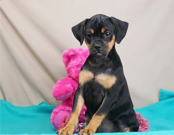  adorabili cuccioli di carlino messi in adozione,