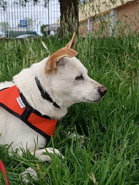 GINO detto il “chiacchierino” in adozione | Foto 6
