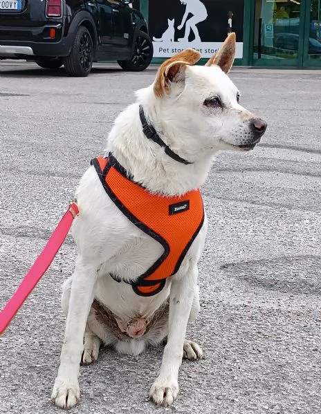 GINO detto il “chiacchierino” in adozione | Foto 4