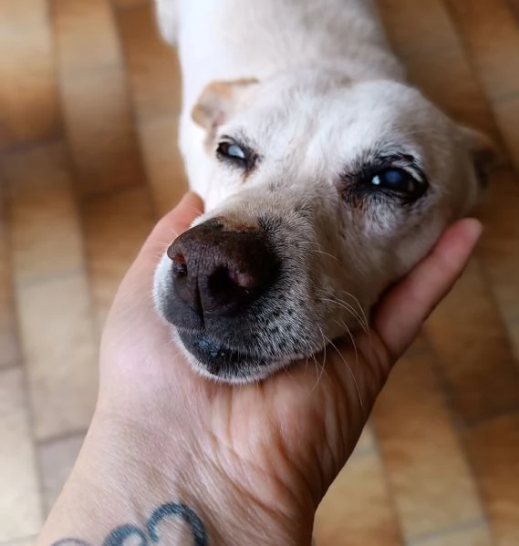 GINO detto il “chiacchierino” in adozione | Foto 3