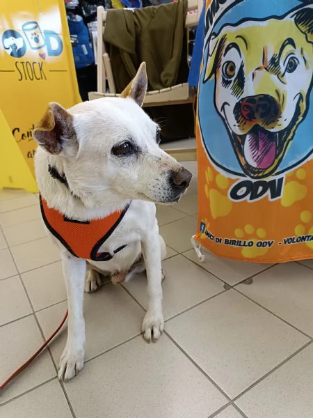 GINO detto il “chiacchierino” in adozione | Foto 2