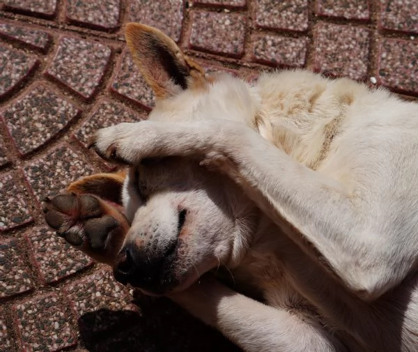 GINO detto il “chiacchierino” in adozione | Foto 1