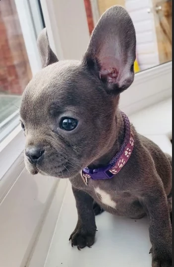 bouledogue di 13 settimane | Foto 0