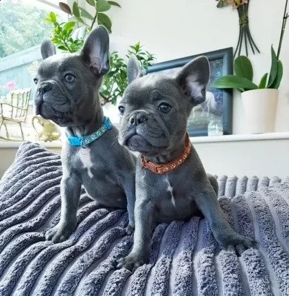 bouledogue di 13 settimane