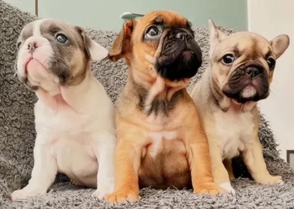 cucciolo di bouledogue francese di 90gg