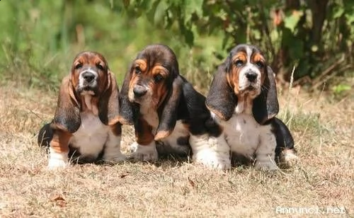 pronto ora cuccioli di basset hound