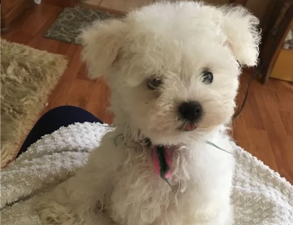 regalo bolognese cuccioli meravigliosi