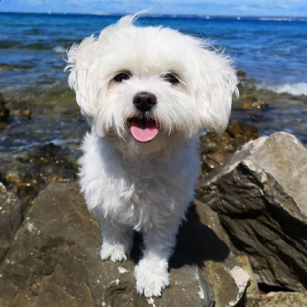 cuccioli di maltese toy nanissimi femmina,maschio