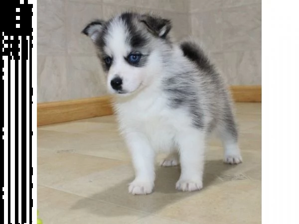 vendita cucciolo cuccioli di siberian husky copper pedigree