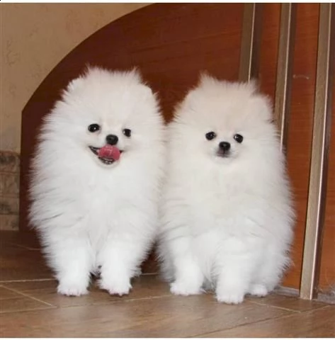 regalo micro pomerania toy cuccioli disponible per l'adozione.