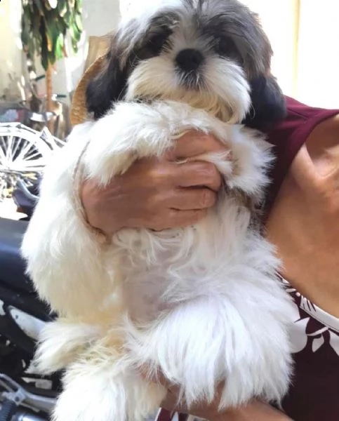 adorabile cucciolo per il reinserimento | Foto 0