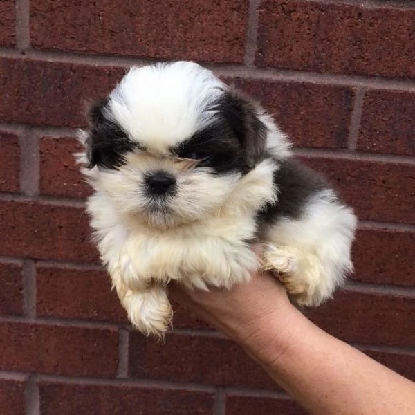 adorabile cucciolo per il reinserimento