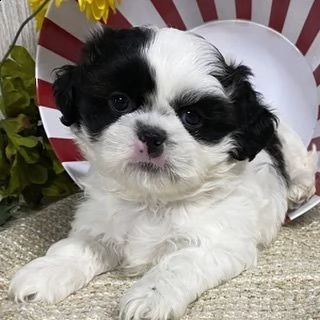 simpatico shih tzu in adozione