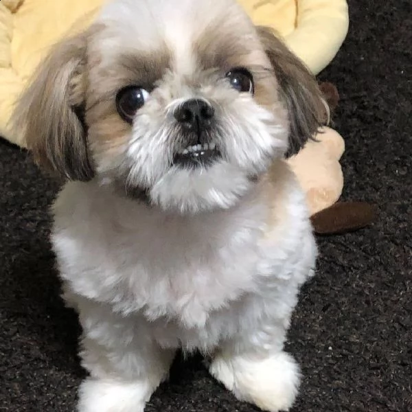 simpatico adorabile shih tzu