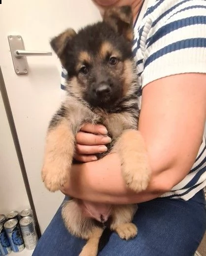 cuccioli grande taglia pastore tedesco di 3 mesi