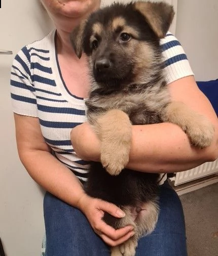 cuccioli grande taglia pastore tedesco di 3 mesi | Foto 0