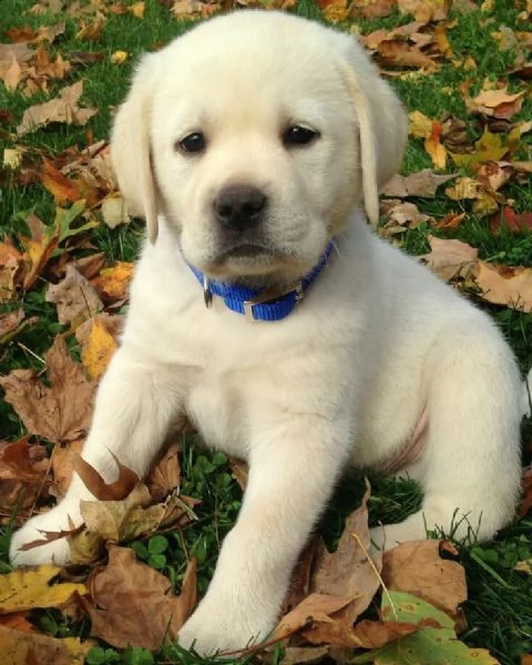 cuccioli labrador retriever di 2 mesi cani, figli dei miei cani disponibili già autonomi mangiano cu