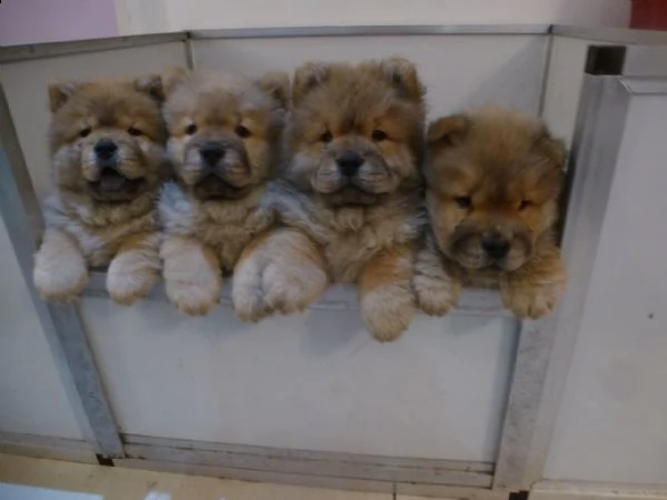 adorabili cuccioli di chow chow impostati per l'adozione
