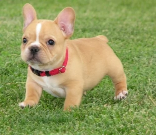 disponibili maschi e femmine di bulldog francese