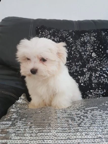 disponibili cuccioli maltesi simpatici e sani