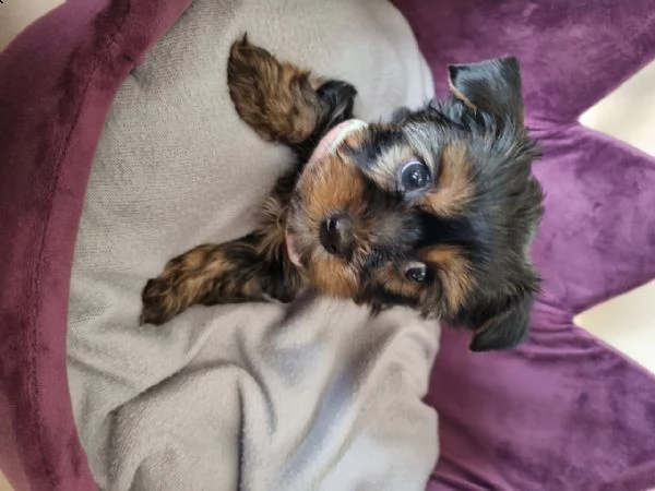 piccoli cuccioli di yorkie di qualità