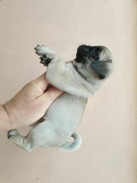 cuccioli di carlino taglia piccola 