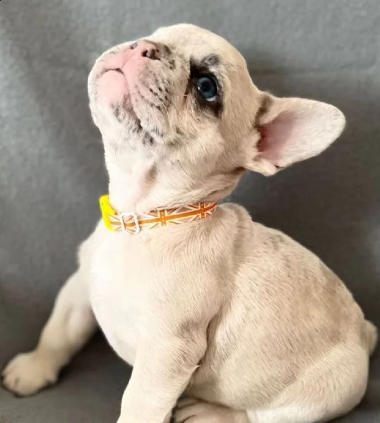 90 giorni cuccioli bouledogue francese