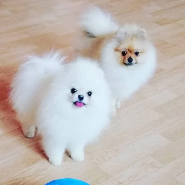 cuccioli di spitz di pomerania.