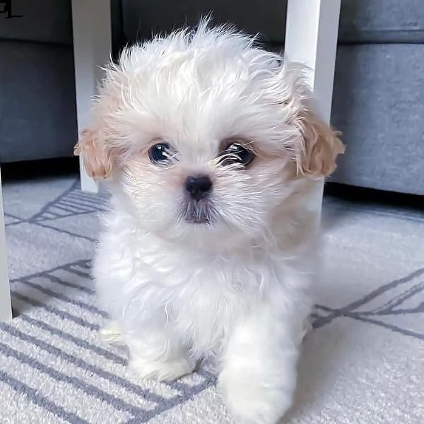 spitz femmina pomerania