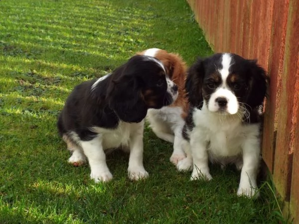  regalo cavalier king | Foto 0